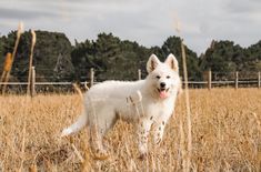 a white dog standing in the middle of a dry grass field with trees in the background