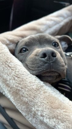 a dog is laying down in a blanket