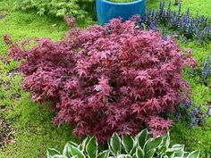 purple flowers and green plants are in the grass next to a blue potted planter