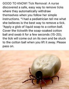 Tick Removal, Natural Bug Repellent, Survival Skills Life Hacks, Survival Life Hacks, Home Health Remedies, Survival Life, Everyday Hacks, Good To Know, Simple Life Hacks