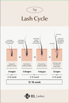 Eyelashes go through three distinct phases in their growth cycle: Anagen (active growth), Catagen (transition), and Telogen (resting). The complete cycle can take anywhere from four to eleven months to complete😃 Lash Cycle Hair Growth, Eyelash Education, Lash Guide, Eyelash Growth Cycle, Lash Manual, Eyelash Training, Lash Course