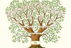 a family tree with the names and branches labeled on it, in front of a white background