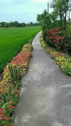 an empty path in the middle of a lush green field with flowers growing on both sides