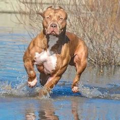 a brown and white dog running through water