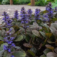 purple flowers are blooming in the garden