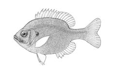 a black and white drawing of a fish