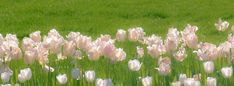 pink tulips in the middle of a green field