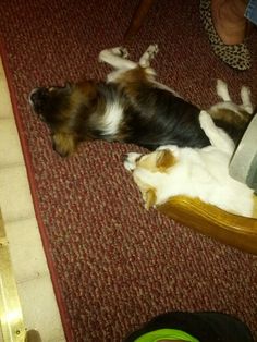 a dog laying on the floor next to a mirror