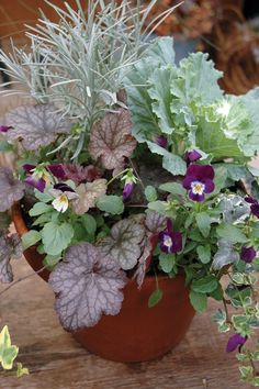 a potted plant with purple flowers and green leaves on a wooden table in front of other plants