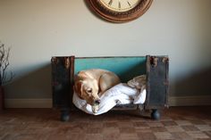 a dog laying on top of a bed under a clock