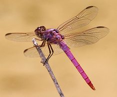 a purple dragonfly sitting on top of a stick