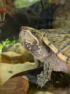 #muskturtle