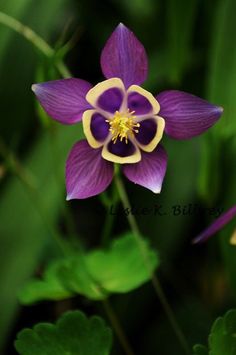 a purple flower with yellow center surrounded by green leaves