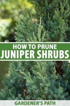 A close up vertical image of a juniper shrub growing in the garden pictured in light sunshine. To the center and bottom of the frame is green and white printed text. Juniper Bush, Minnesota Garden, Monarch Butterfly Garden, Trees For Front Yard, Evergreen Bush, Juniper Tree, How To Shade, Gardening Advice