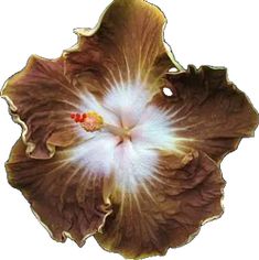 an image of a flower that is in color