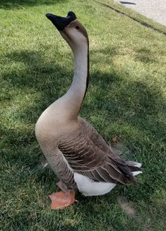 a goose is standing in the grass by itself