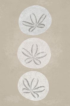 An illustration of 3 sand dollars in a vertical row. Beach Prints Aesthetic, Sand Dollar Illustration, Sand Dollar Wallpaper, Sand Dollar Art, Beach Room Decor, Nice Tattoos, Beach Art Print, Sea Print, Sea Urchins