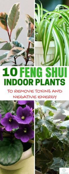 there are many different plants in this collage with the words, 10 fiving shui indoor plants to remove stains from your home