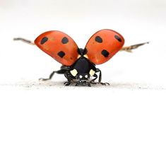 two orange and black ladybugs sitting on top of each other