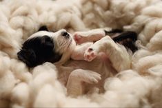 two puppies are sleeping in a pile of wool