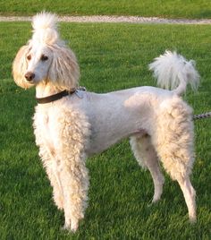 a white poodle standing on top of a lush green field