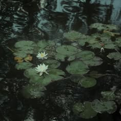 water lilies are floating in the pond