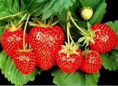 four red strawberries with green leaves on a black background