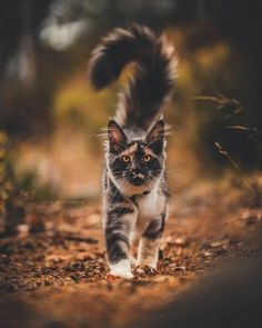 a cat walking down a dirt road with its tail in the air and it's eyes wide open