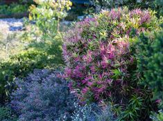 purple and green plants are growing in the garden