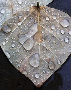 a leaf with water drops on it sitting in the middle of a pool of water