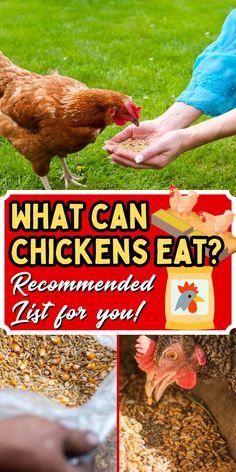 a collage of pictures with chickens and food in the grass, including a person feeding them