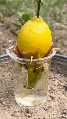 a lemon sitting in a plastic cup on top of dirt covered ground next to a plant