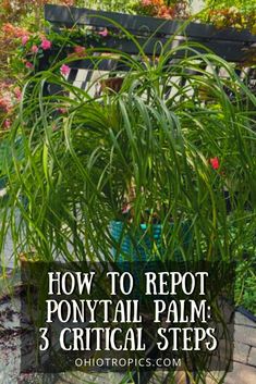 a potted plant with the words how to repot ponytailtail palm 3 vertical steps