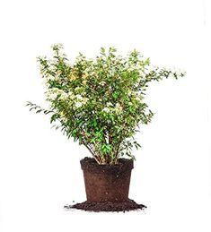 a potted plant with white flowers and dirt on the ground in front of a white wall