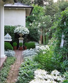 an outdoor garden with white flowers and greenery