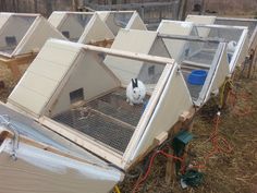 several cages with rabbits in them on the ground