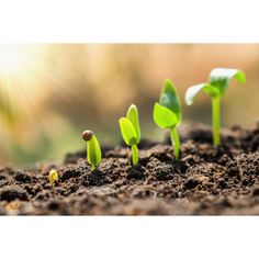 small green plants sprouting from the ground in dirt with sunlight shining on them