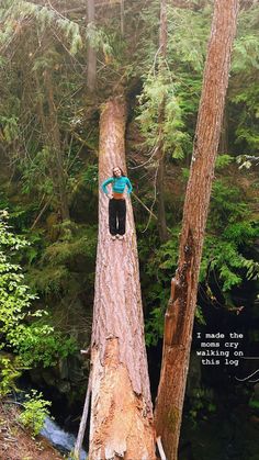 a person standing on top of a fallen tree in the middle of a wooded area