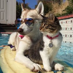 a dog and cat sitting on top of a surfboard in the pool wearing sunglasses