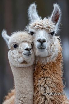 two llamas cuddle together with their heads on each other's shoulders