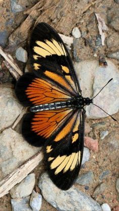 an orange and black butterfly sitting on some rocks