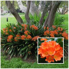 an orange flower bush sitting in the middle of a lush green field next to a tree