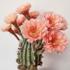 some pink flowers are in a vase on a table