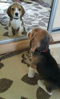 a beagle puppy looking at himself in the mirror