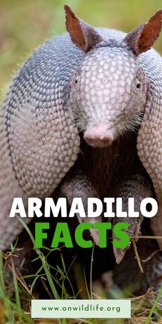 an armadillo is standing in the grass