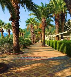 palm trees are lined up along the walkway