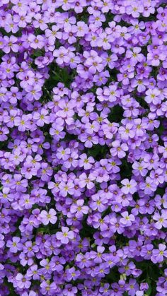 many purple flowers are growing together in the field