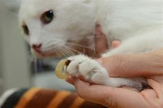 a person holding a white cat with its paw in it's left hand,