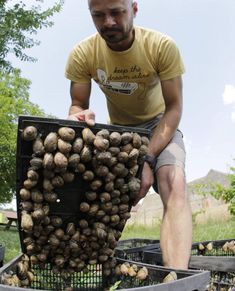 a man sitting on top of a truck filled with lots of small potatoes in it