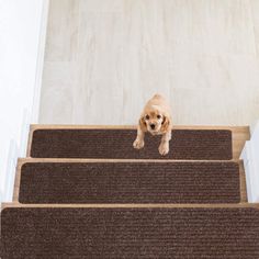 a dog is standing on the stairs in front of some carpeted stair treads